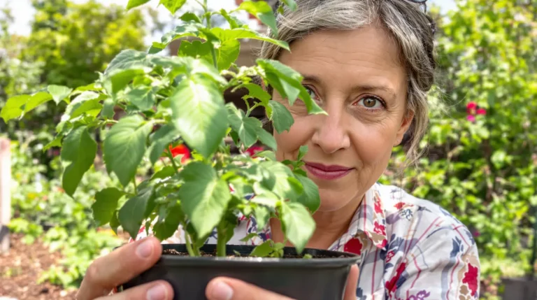 Avant, on ne plantait jamais les tomates aux Saints de Glace : on attendait une date précise que plus personne ne respecte